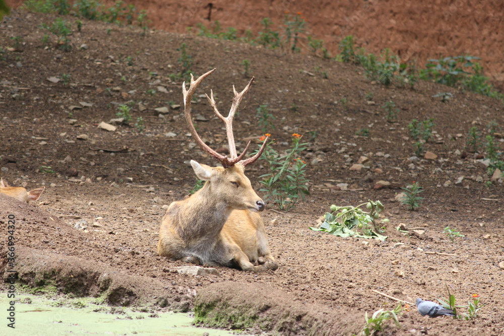 Deer are cloven-hoofed ungulates that typically have compact torsos with long, slender legs and small tails, most males have antlers. Deer are cloven-hoofed ungulates that typically have compact torsos with long, slender legs and small tails, most males have antlers.