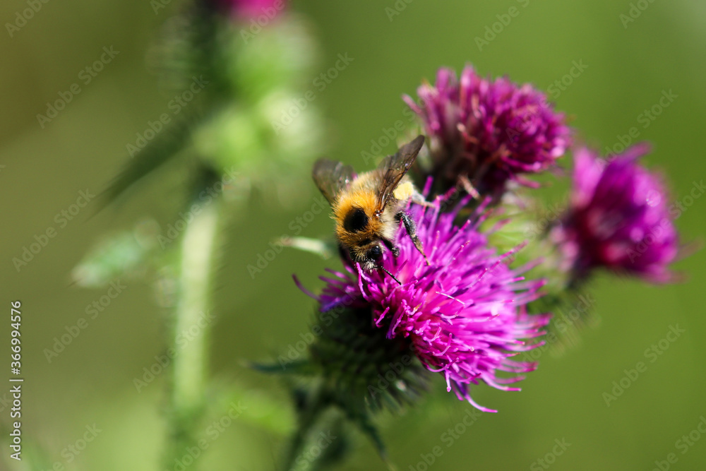 Bee sitting on thistle blossom Bee sitting on thistle blossom