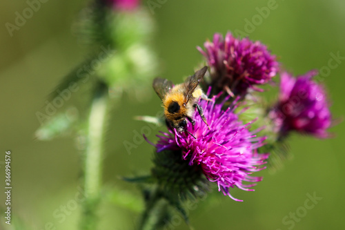 Bee sitting on thistle blossom © Reiner
