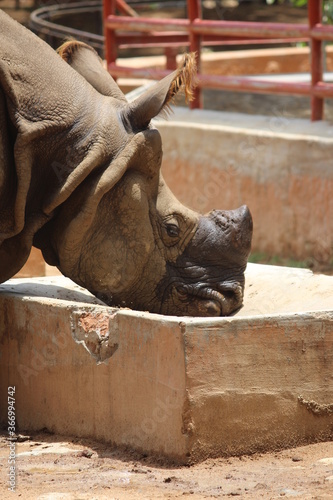 Rhinoceros are known for their awesome, giant horns that grow from their snouts ,“rhinoceros', meaning “nose horn”.