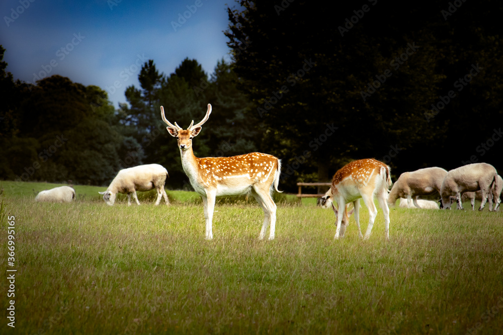 Fallow Deer at Dusk Fallow Deer at Dusk