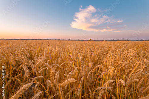 Ripening golden rye ears on a farm field in front of beautiful sunset sky with cloud. Summer July background.