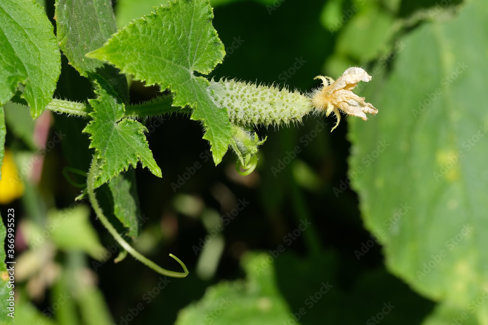 Fototapeta premium The little green gherkin cucumber with a yellow flower.