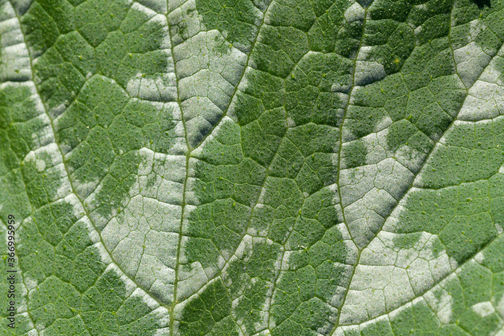 Fototapeta premium Closeup on mint leaf in nature