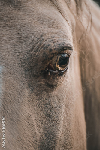 white horse eye closeup