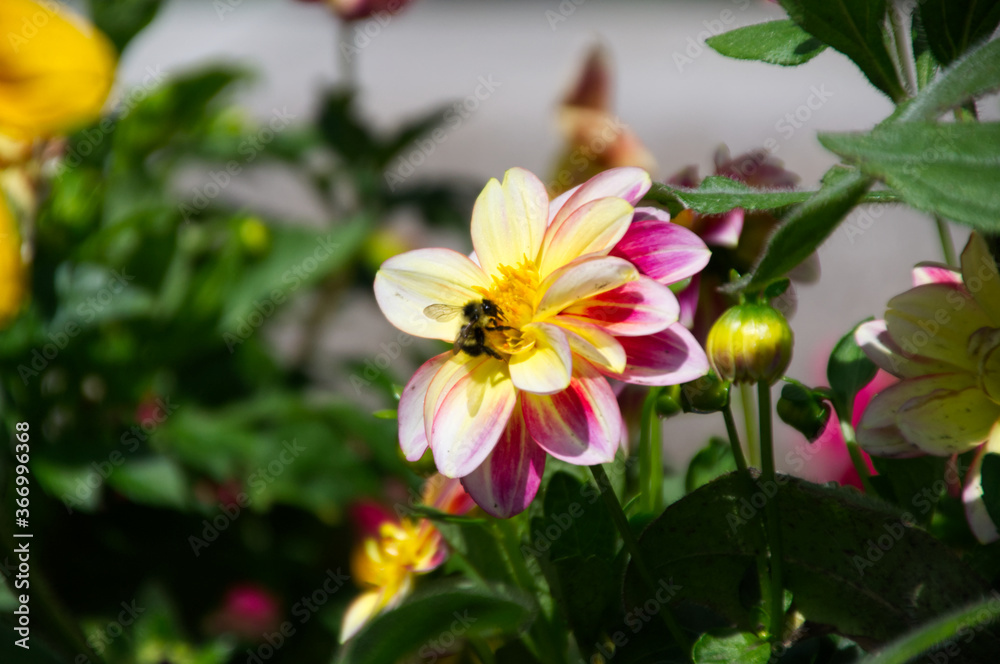 Obraz premium Bee on a Dahlia