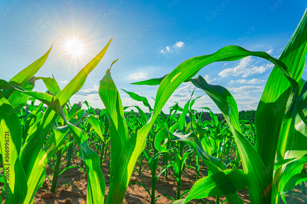 Corn field and sun shines on blue cloudy sky Corn field and sun shines on blue cloudy sky
