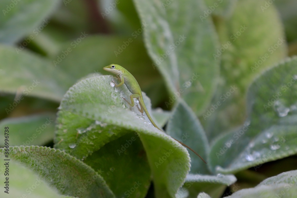 Green anole lizard on lamb's ear leaf with water droplets Green anole lizard on lamb's ear leaf with water droplets
