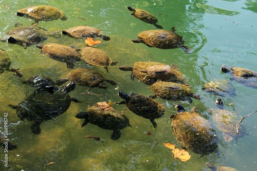 turtles in a river © Akane