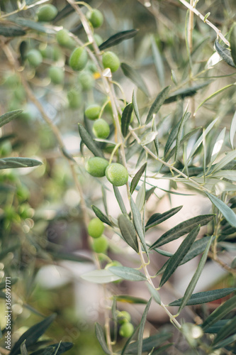 A close-up of green olive fruit on the branches of the tree among the foliage.