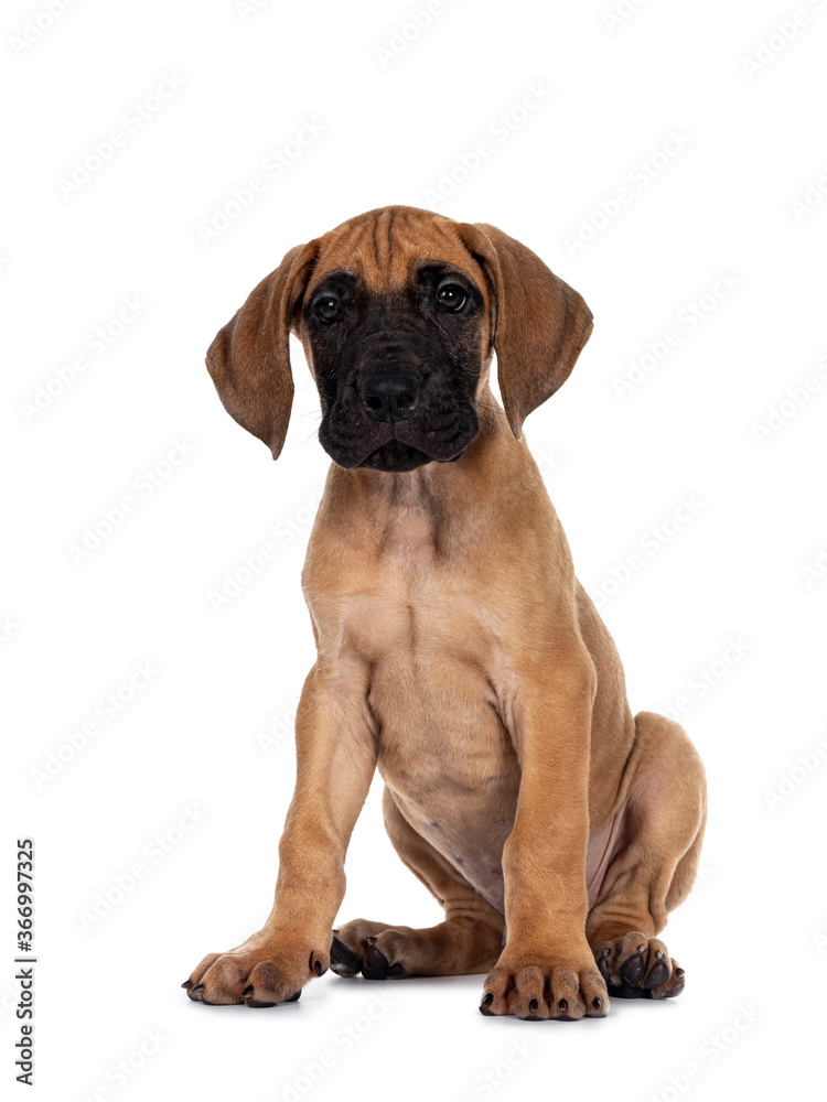 Handsome naughty fawn / blond Great Dane puppy, sitting facing front Looking straight to lens with dark shiny eyes. Isolated on white background.