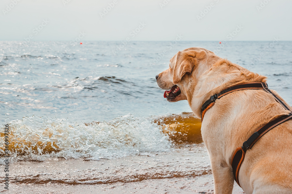 Happy Dog sits and looks at the waves of the sea. Walk of a fawn Labrador on a sandy beach Happy Dog sits and looks at the waves of the sea. Walk of a fawn Labrador on a sandy beach