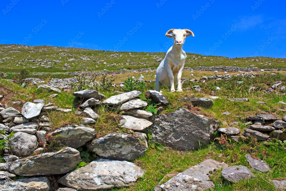 Naklejka premium white ship looking at the camera from rocky hill in Ireland countryside.
