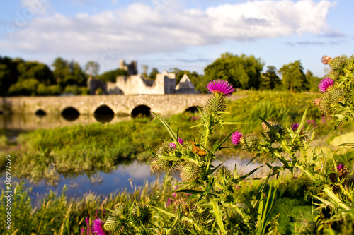 Thistle flower plant with historic Adare town bridge and Desmond Castle on the background in the County Limerick, Ireland  photo