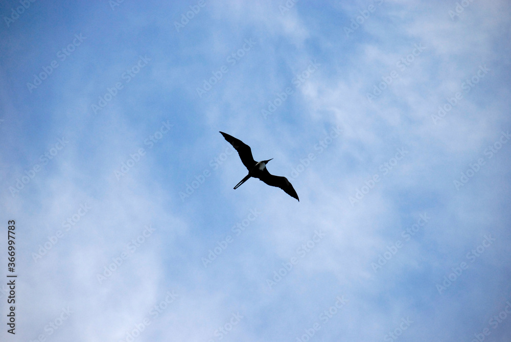Frigatebird flying on a blue cloudy sky