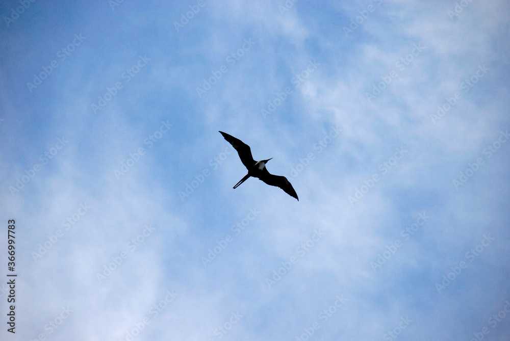 Frigatebird flying on a blue cloudy sky Frigatebird flying on a blue cloudy sky