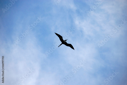Frigatebird flying on a blue cloudy sky © Luciano Joaquim