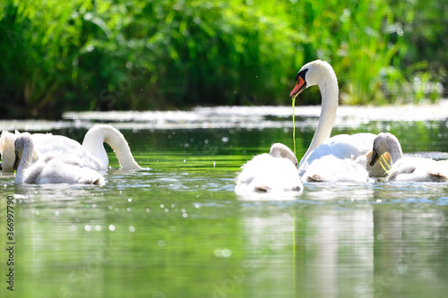 Cygnes et cygneaux