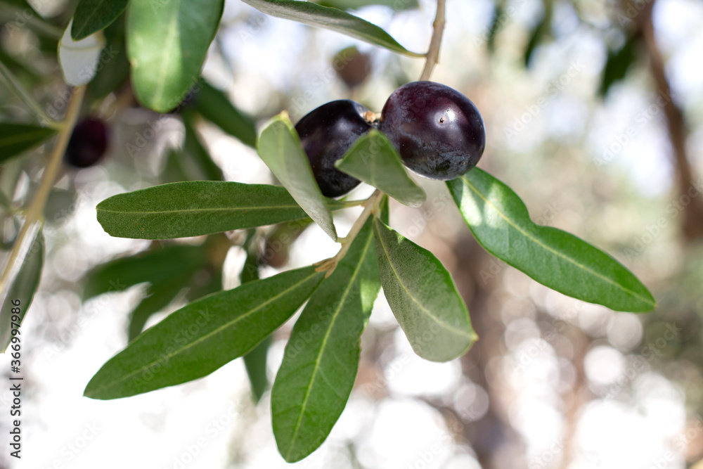Branch of olive tree with black olives Branch of olive tree with black olives