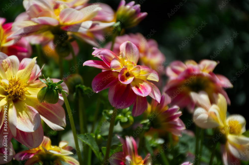 Pink and Yellow Dahlias Pink and Yellow Dahlias