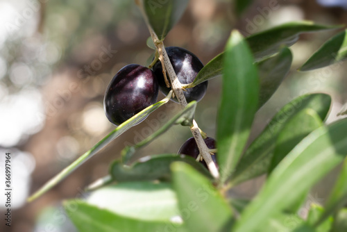 Branch of olive tree with black olives