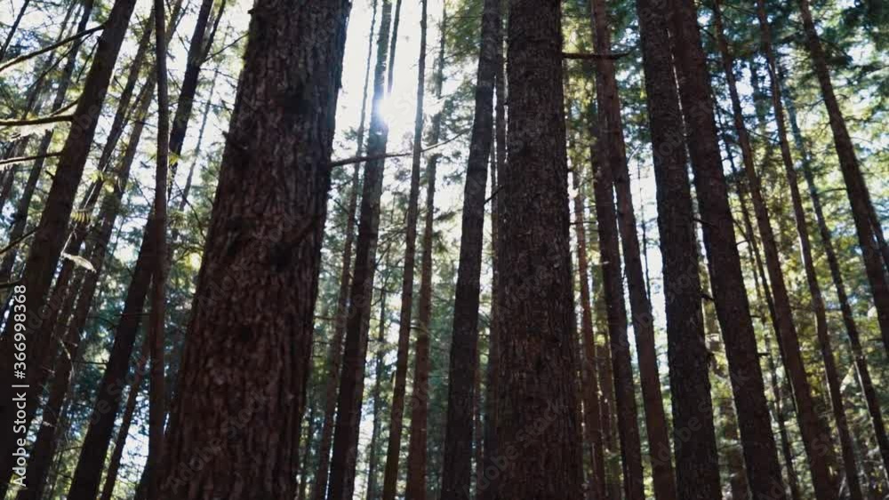 Slow walk through of dense forest tree trunks Slow walk through of dense forest tree trunks