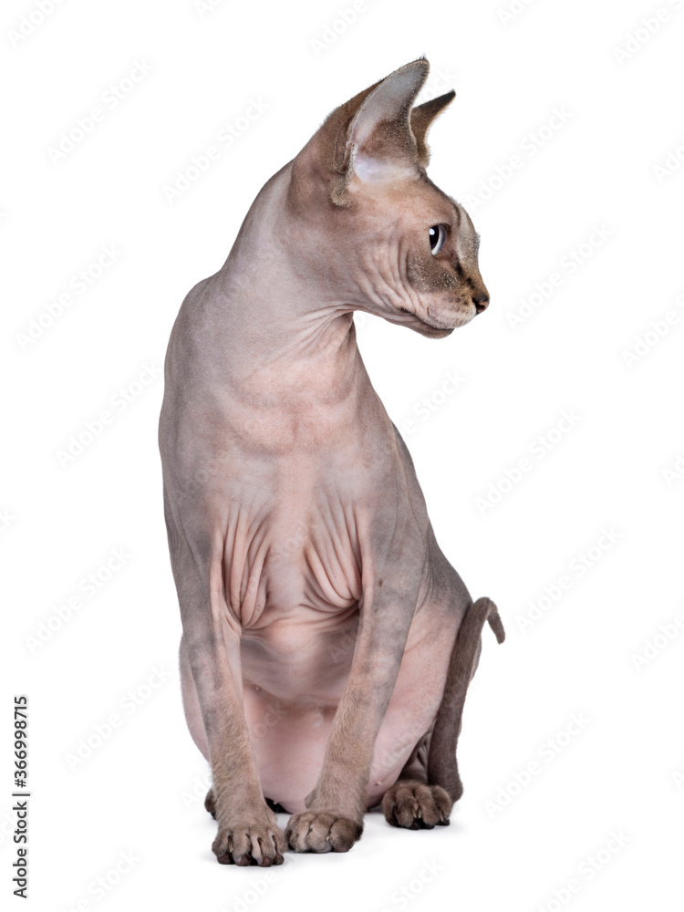 Young adult Sphynx cat, sitting facing front. Looking side ways / profile with light blue eyes. isolated on white background.
