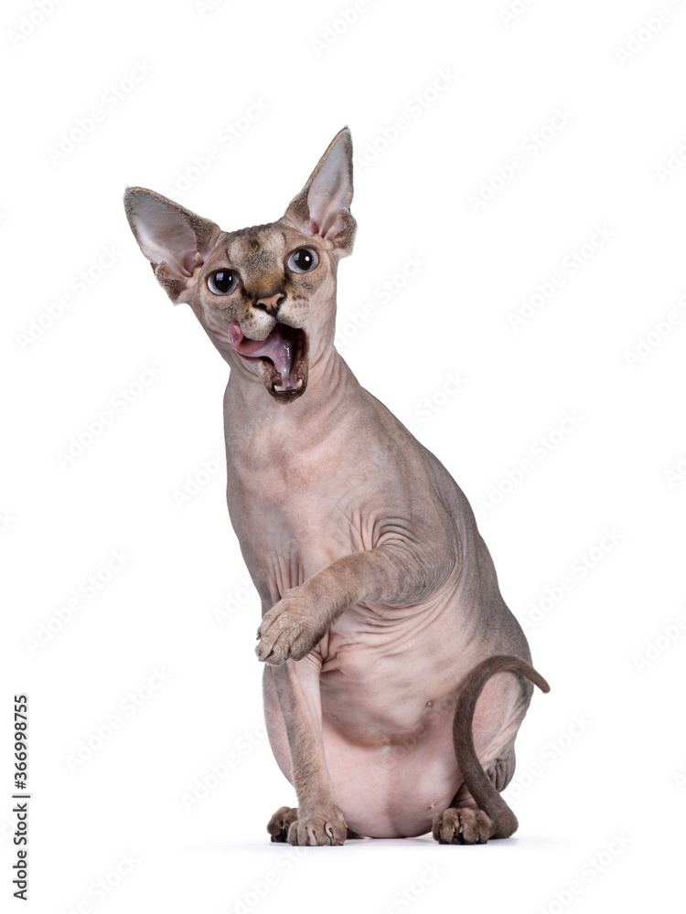 Young adult Sphynx cat, sitting facing front. Looking straight at camera while licking mouth with light blue eyes. isolated on white background.