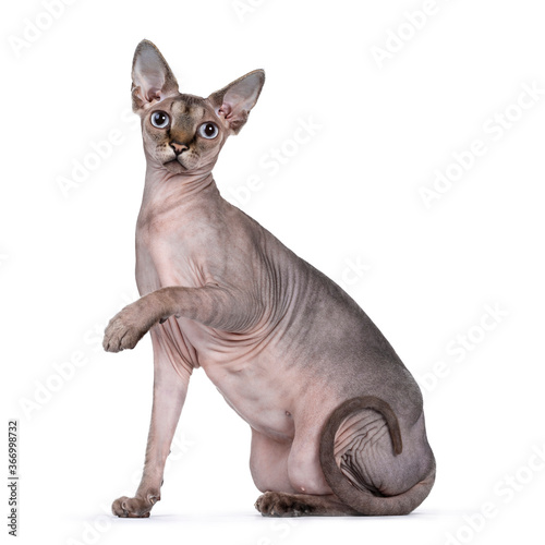Young adult Sphynx cat, sitting side ways. Looking straight at camera  with light blue eyes. isolated on white background. One paw playful lifted in air.