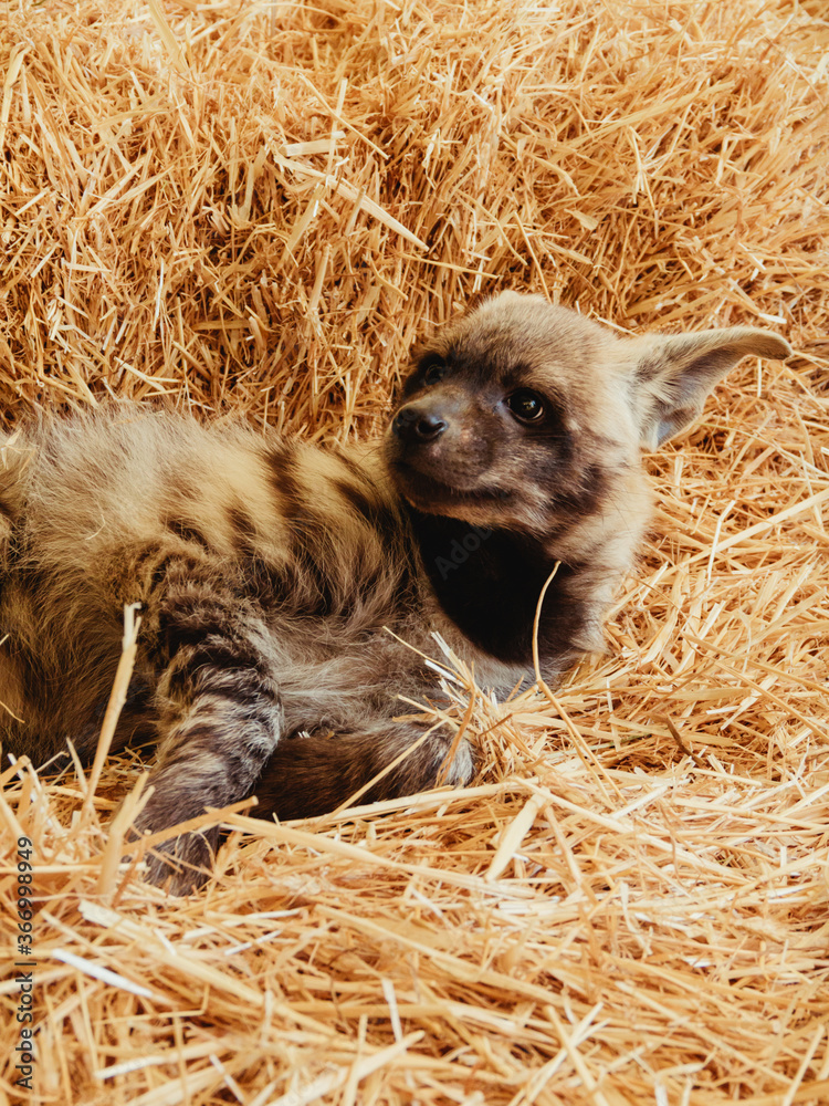 Young wild hyena. Mammal animal in captivity Young wild hyena. Mammal animal in captivity