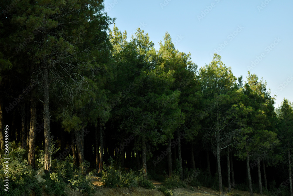 dense coniferous forest in summer dense coniferous forest in summer