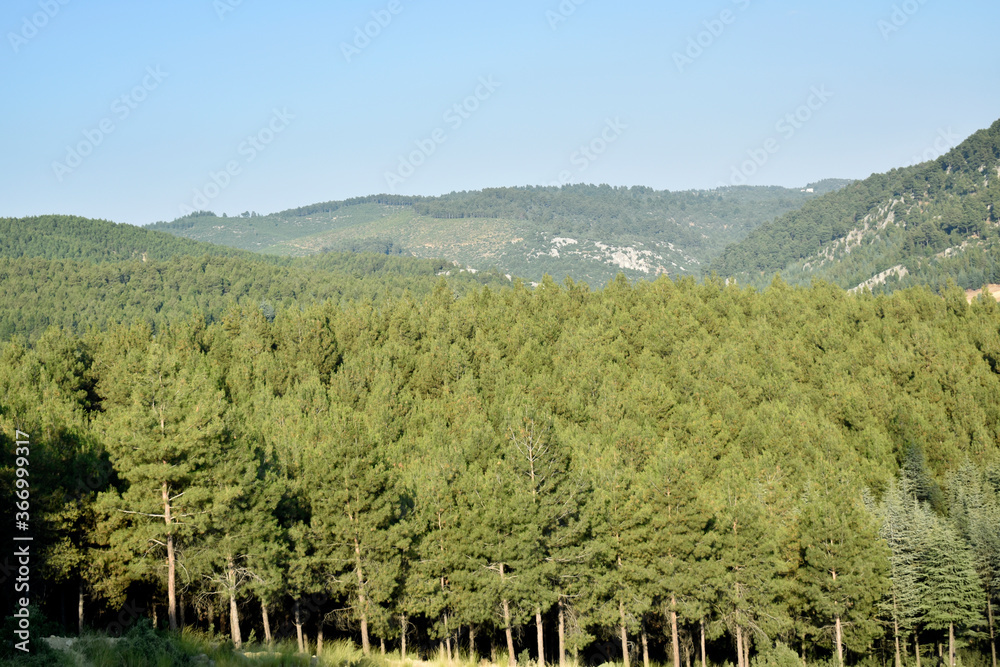 summer mountain landscape, the tops of the trees