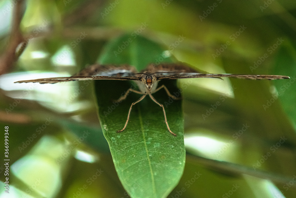 Fototapeta premium butterfly on a leaf