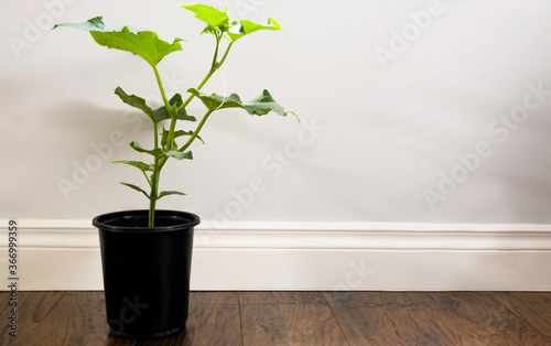 plant in a pot