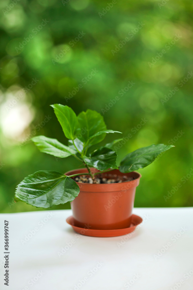 Potted hibiscus plant on a green bokeh background. House plants and gardening concept.