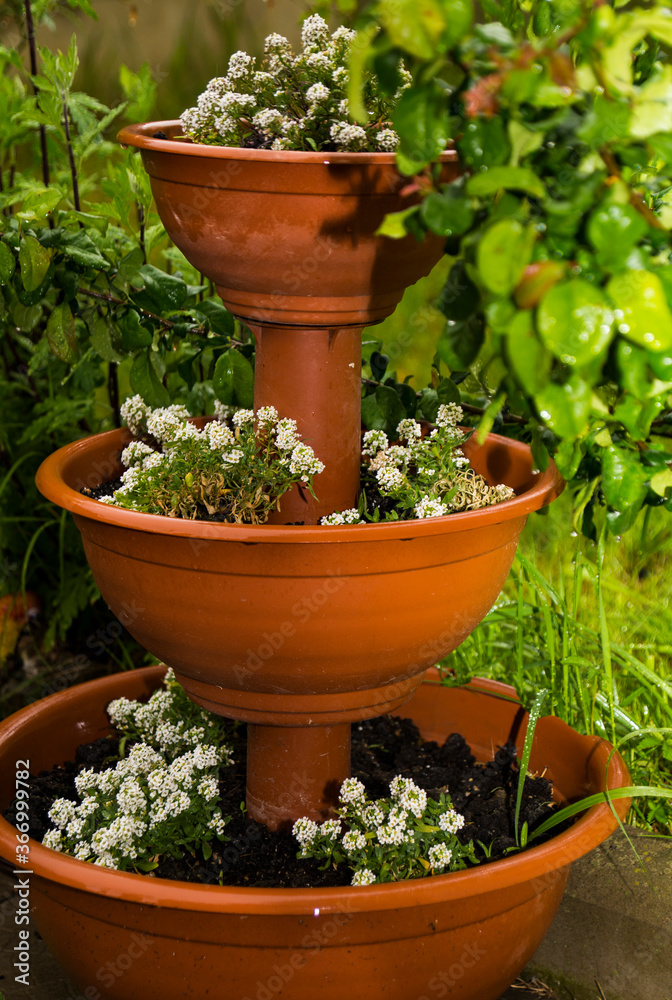 plants in pots