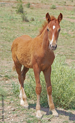 portrait of a beautiful foal