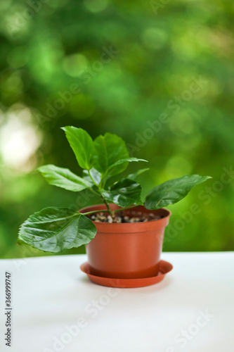 Potted hibiscus plant on a green bokeh background. House plants and gardening concept. © Snowbelle