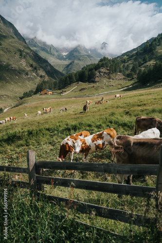 Herd of cows resting on farmland surrounded by the Dolomite mountains