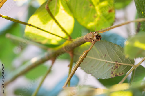 Stick insect sitting on a branch in sunlight photo