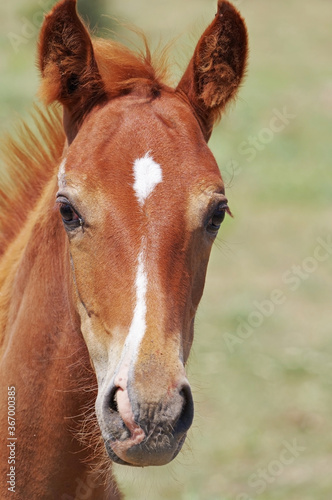 portrait of a beautiful foal