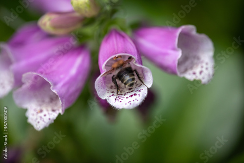 Hummel in Fingerhut