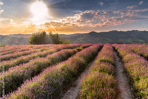 lavender field sunset, Sale San Giovanni,Italy
