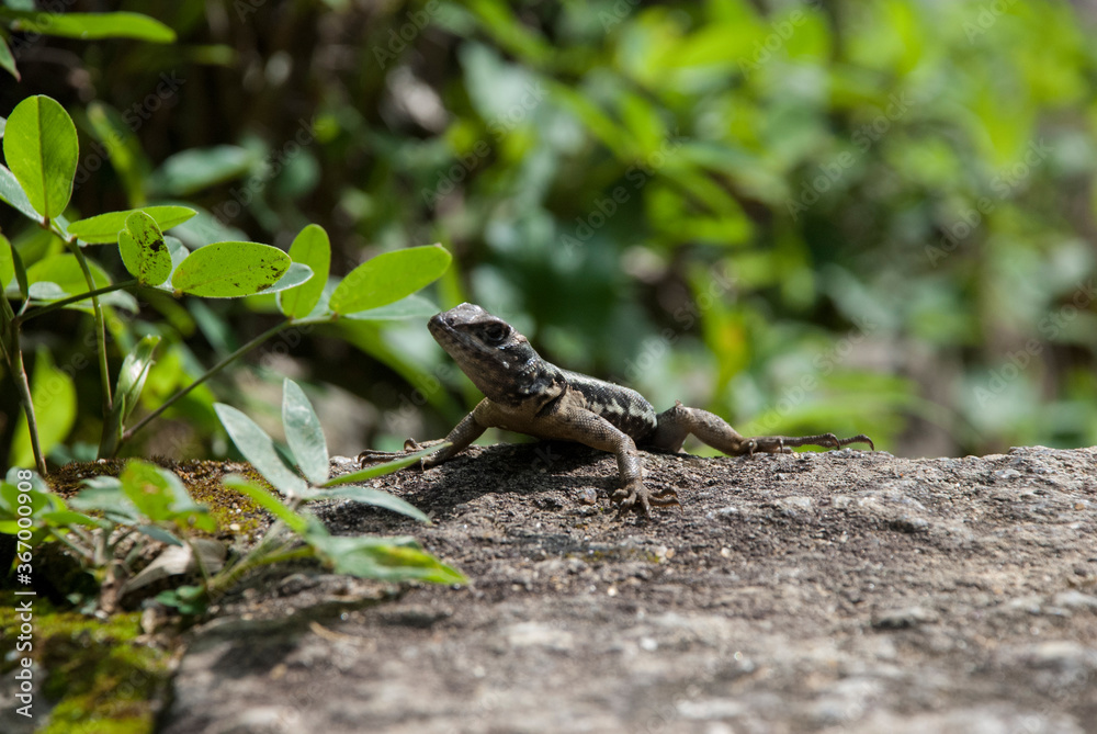 Small lizard looking over the rock Small lizard looking over the rock