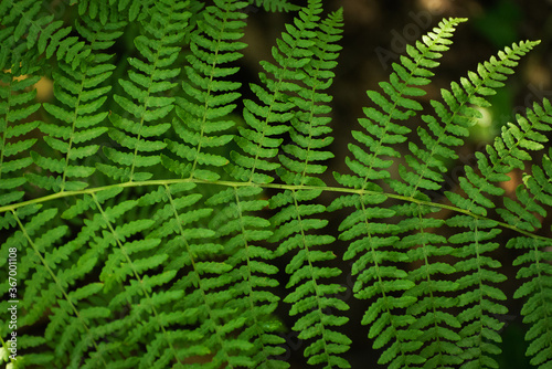 fern leves shot at daylight