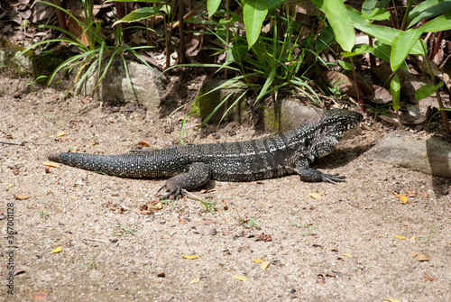 Black lizard taking a sunbath