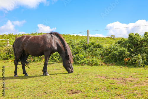 Domestic horses eating fern plants at Dodman point between Gorran Haven and Boswinger in South Cornwall, England, UK photo