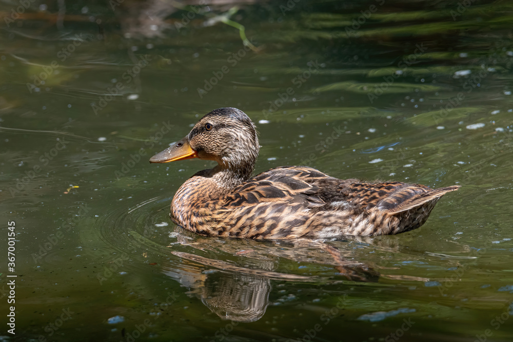 Fototapeta premium Close up of a Mallard Duck, Anas platyrhynchos.