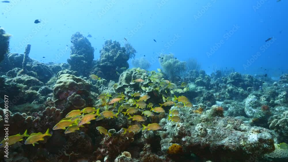 Seascape in turquoise water of coral reef in Caribbean Sea / Curacao with school of Grunt, coral and sponge Seascape in turquoise water of coral reef in Caribbean Sea / Curacao with school of Grunt, coral and sponge