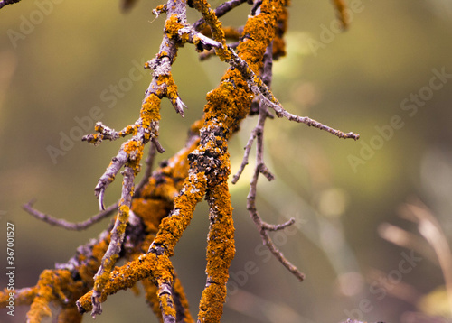 Tree branches with yellow mushrooms
